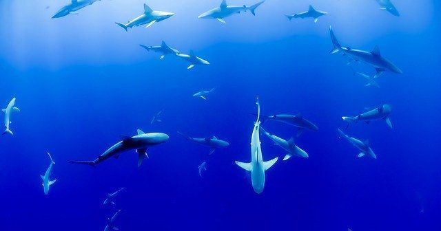 Shark photo from pixabay