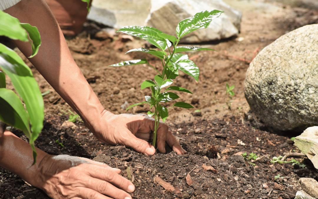Planting Trees to Mitigate Climate Change