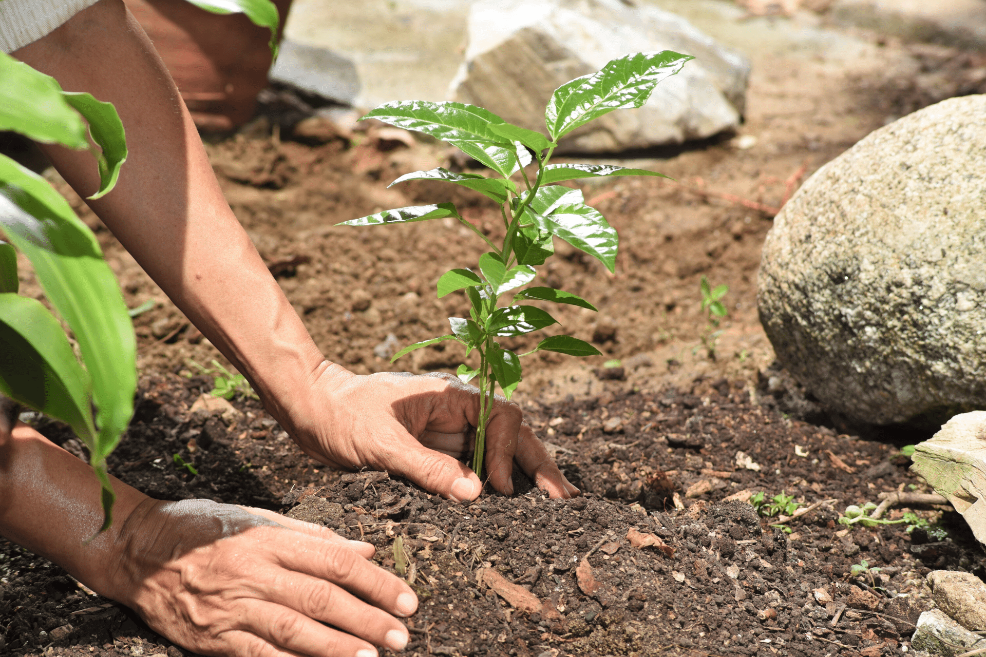 Planting Trees to Mitigate Climate Change