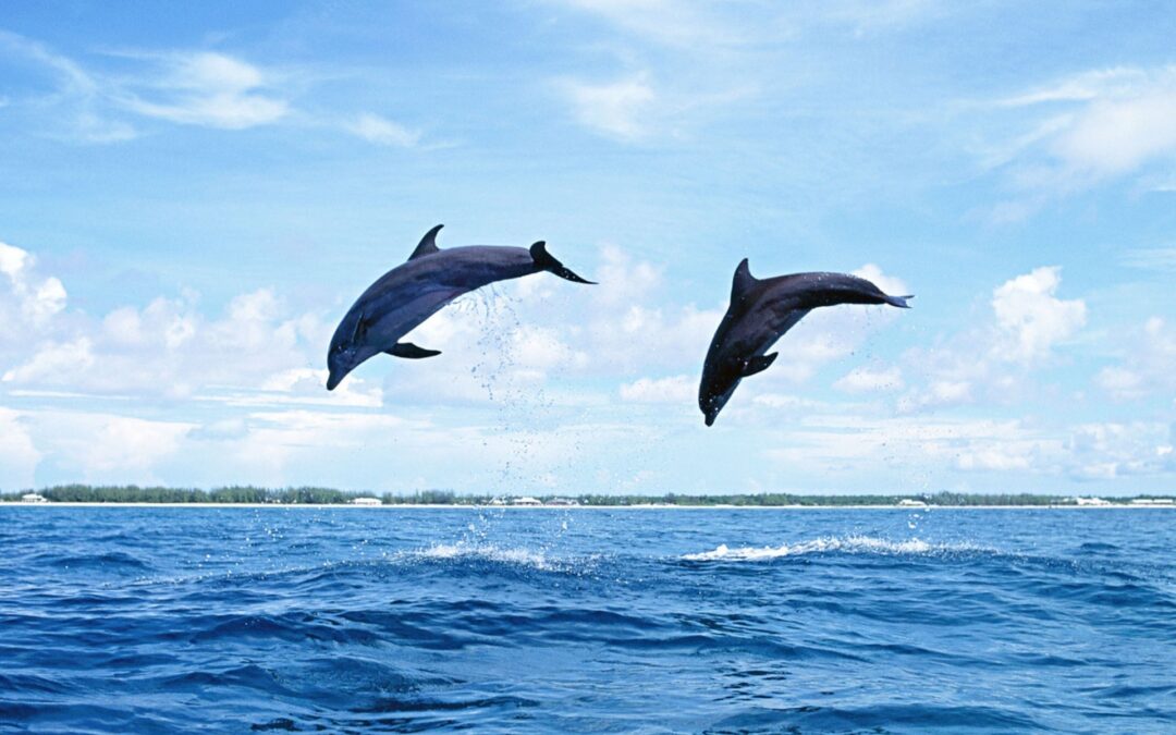 The World of Dolphins
