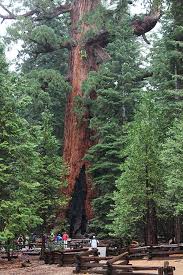 Grizzly Giant Tree Image