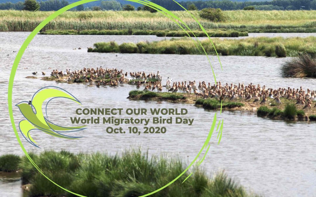 World Migratory Bird Day Blog Image