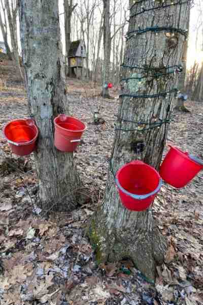 Multi-tapped Maple Trees