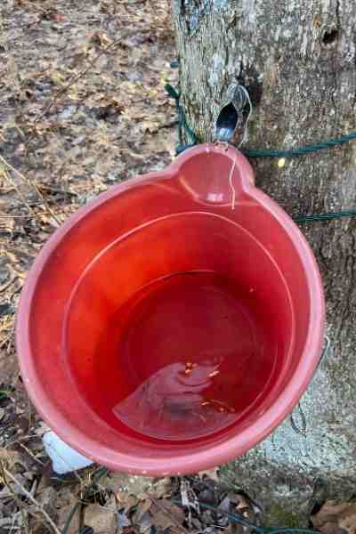 Sap in Red Bucket