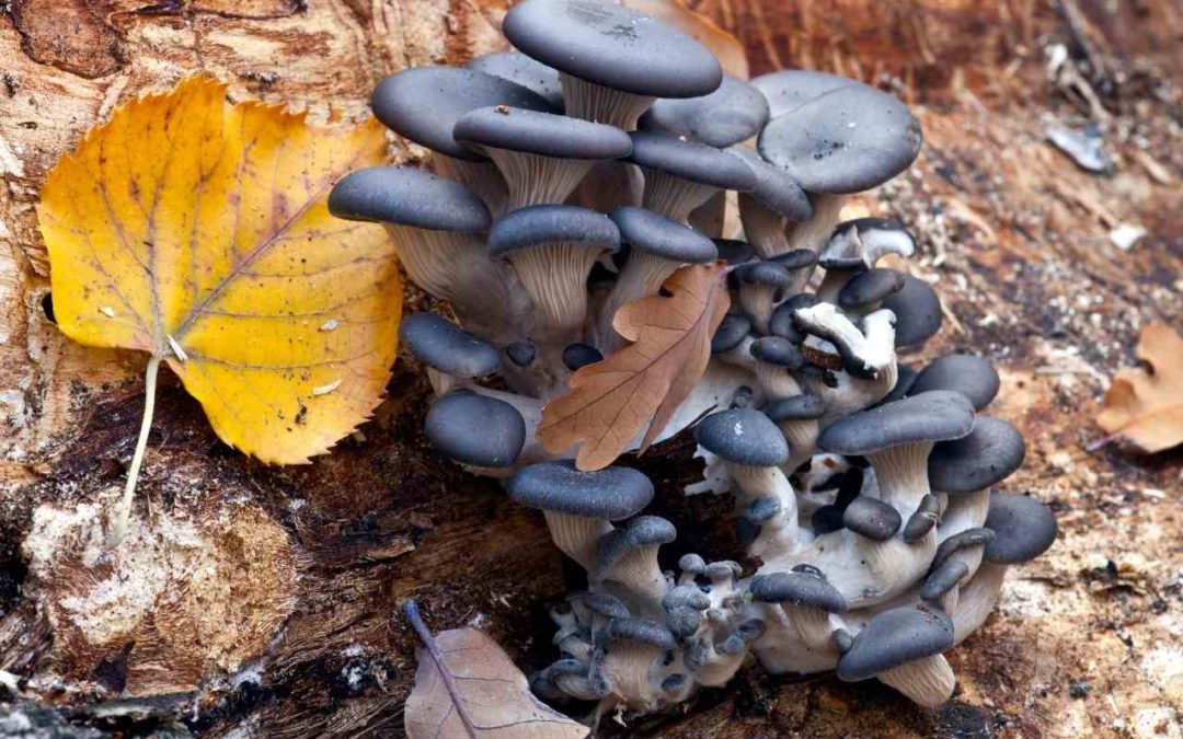 The Fruit Pearl of Fungi: Blue Oyster Mushrooms