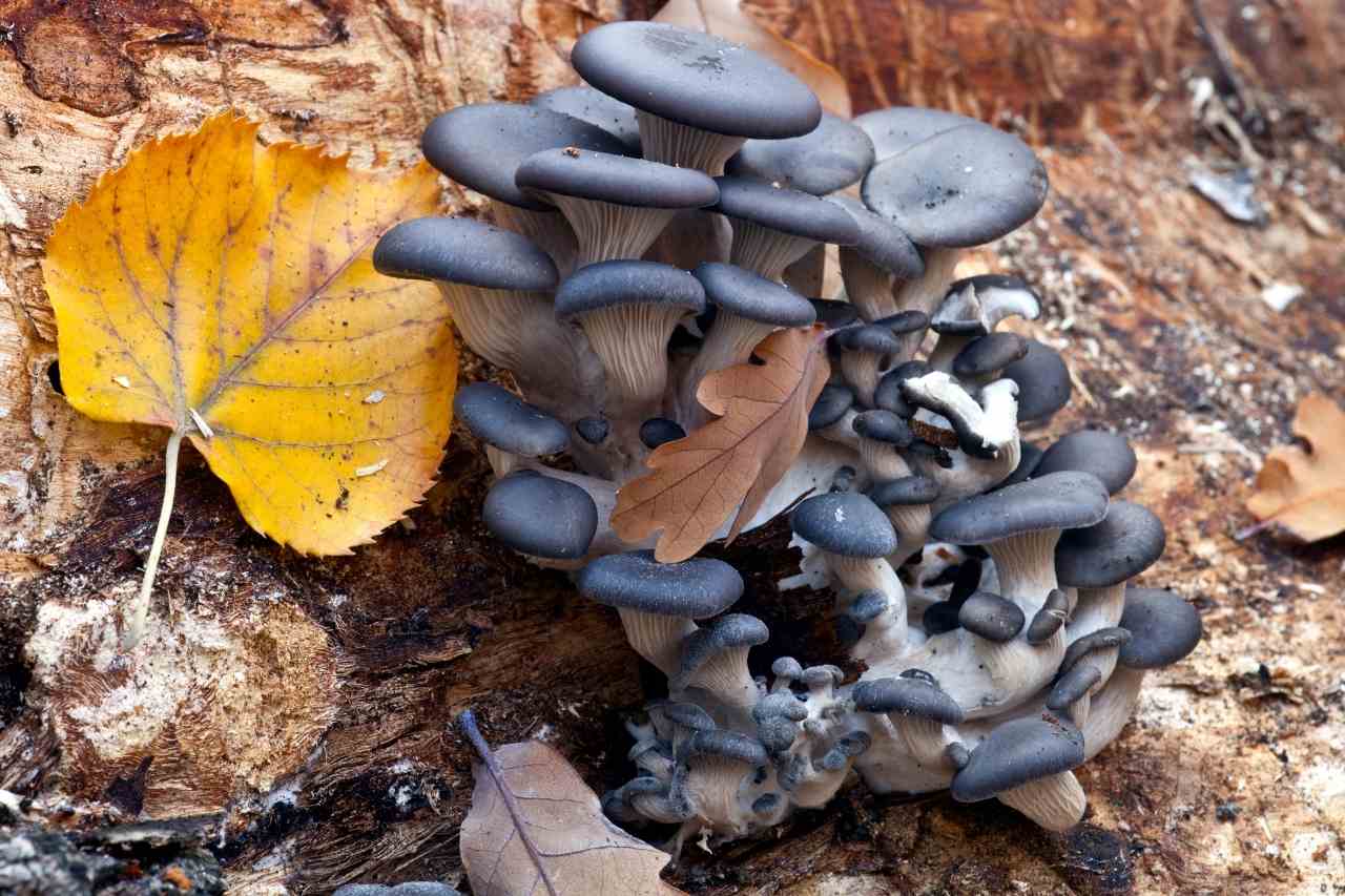 The Fruit Pearl of Fungi: Blue Oyster Mushrooms