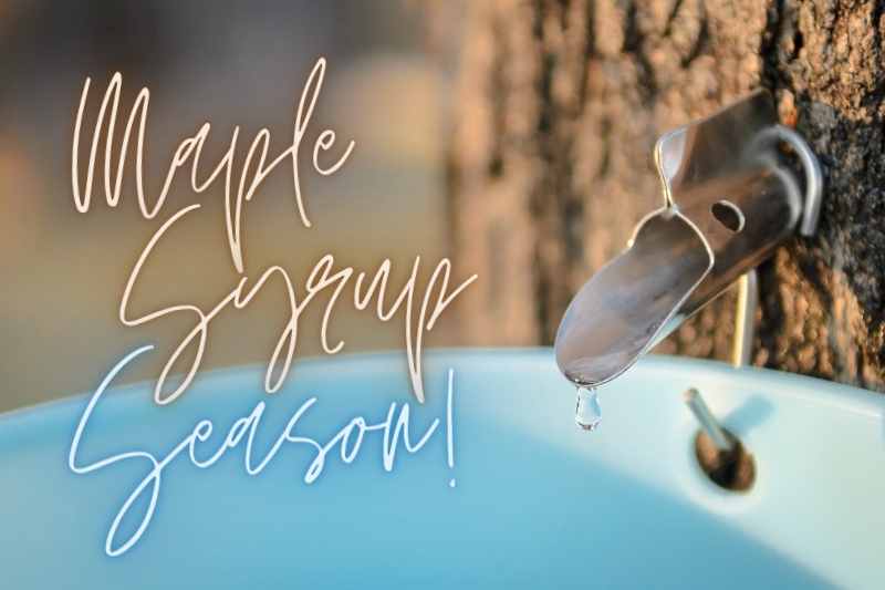 Maple Syrup Season Blog