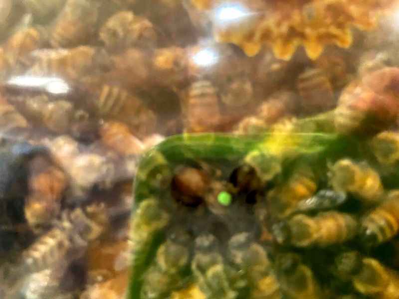 Queen Bee in Hive