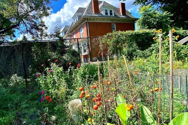 Urban Community Gardens Enhance City Life