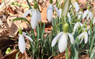 Birds are Calling it Spring! Time to Go Outside