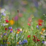 Wildflowers are Essential to a Healthy Ecosystem