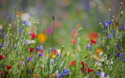Wildflowers are Essential to a Healthy Ecosystem