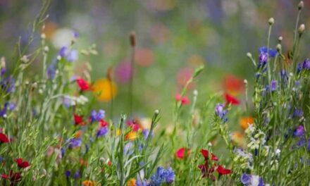 Wildflowers are Essential to a Healthy Ecosystem