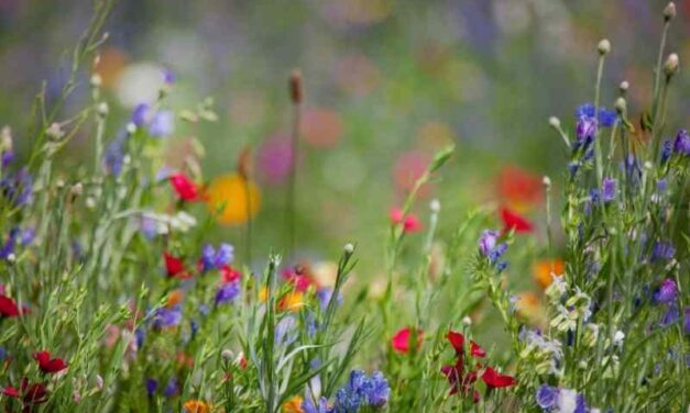 Wildflowers are Essential to a Healthy Ecosystem