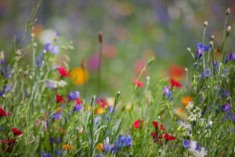 Wildflowers are Essential to a Healthy Ecosystem