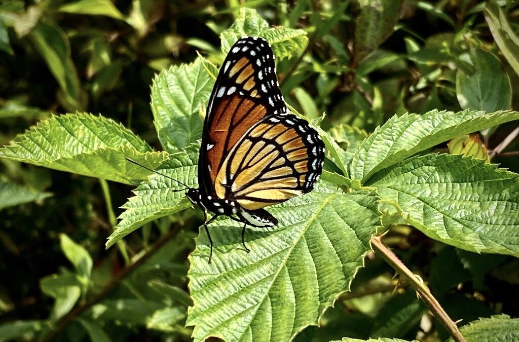 Movement of the Monarch: The Importance of Pollinators