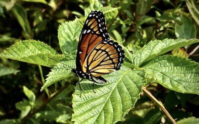 Movement of the Monarch: The Importance of Pollinators