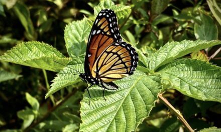 Movement of the Monarch: The Importance of Pollinators