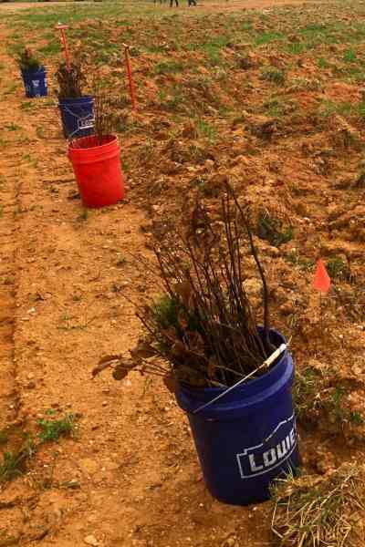15,000 Trees Donated to Furnace Run Park