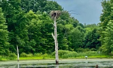 Forest Snags: Dead or Full of Life?