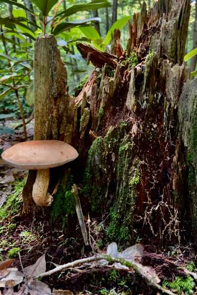 Forest Snags with Mushroom