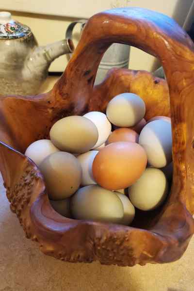 Fresh Eggs from Raising Chickens in the Backyard