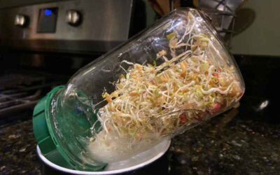 How to Grow Sprouting Seeds: Add a Crunch to Any Meal