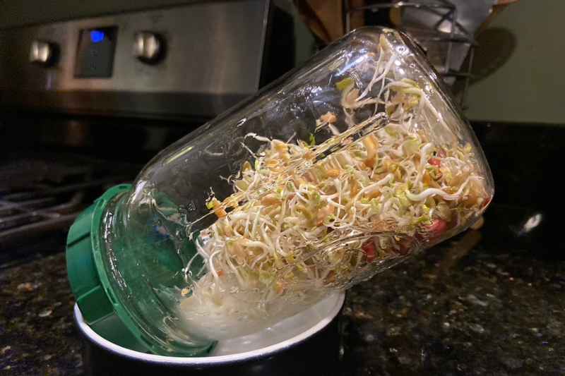 Grow Your Own Sprouting Seeds