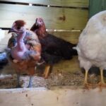 Raising Chickens in Your Backyard Can Be Fun and Helpful to the Environment