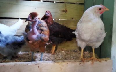 Raising Chickens in Your Backyard Can Be Fun and Helpful to the Environment