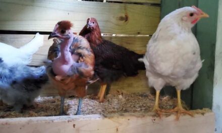 Raising Chickens in Your Backyard Can Be Fun and Helpful to the Environment