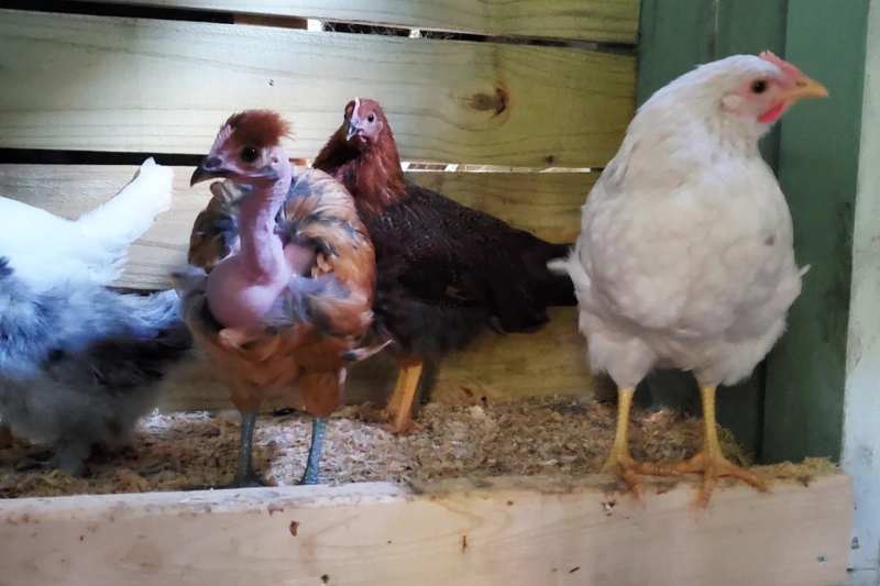 Raising Chickens Blog