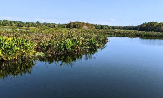 The Florida Everglades Great Carbon Sink is in Trouble