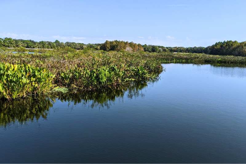 The Florida Everglades Great Carbon Sink is in Trouble