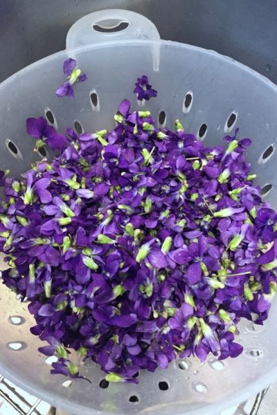Violets in Bowl