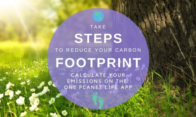 Individual Actions Make a Big Impact on Carbon Footprints