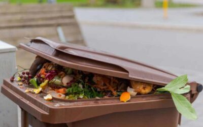 Composting Champs: US Cities and States Leading the Way