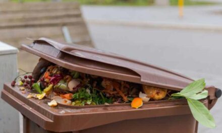 Composting Champs: US Cities and States Leading the Way