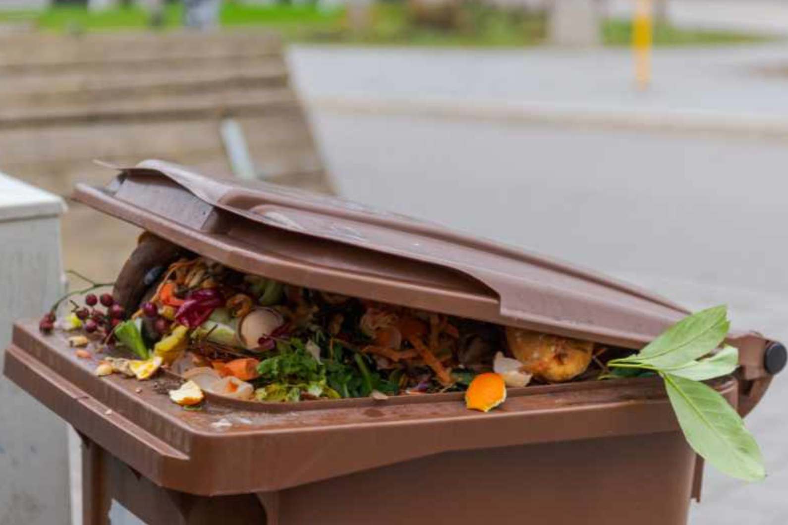 Composting Champs US Cities and States Leading the Way