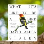 What’s It Like to Be a Bird by David Allen Sibley