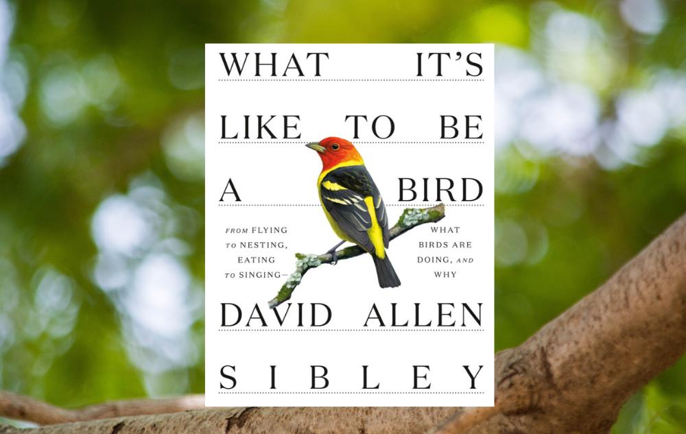 What’s It Like to Be a Bird by David Allen Sibley