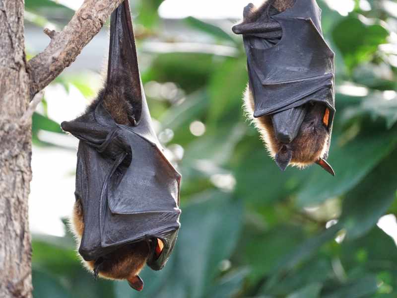 Bats Winged Wonders Upside Down