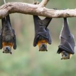 Winged Wonders: Unveiling the Secrets of Bats