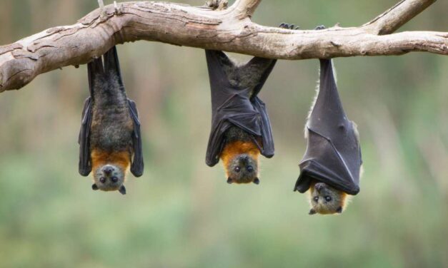Winged Wonders: Unveiling the Secrets of Bats