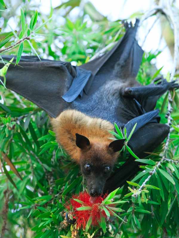 Bats Winged Wonders