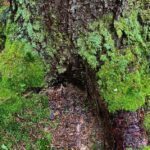 Dig into the Marvels and Mysteries of Moss