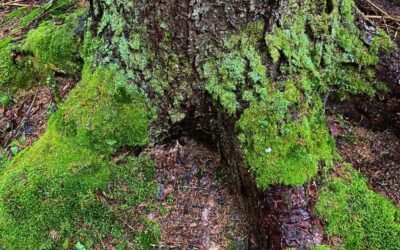 Dig into the Marvels and Mysteries of Moss