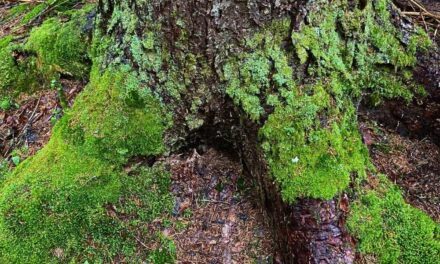 Dig into the Marvels and Mysteries of Moss