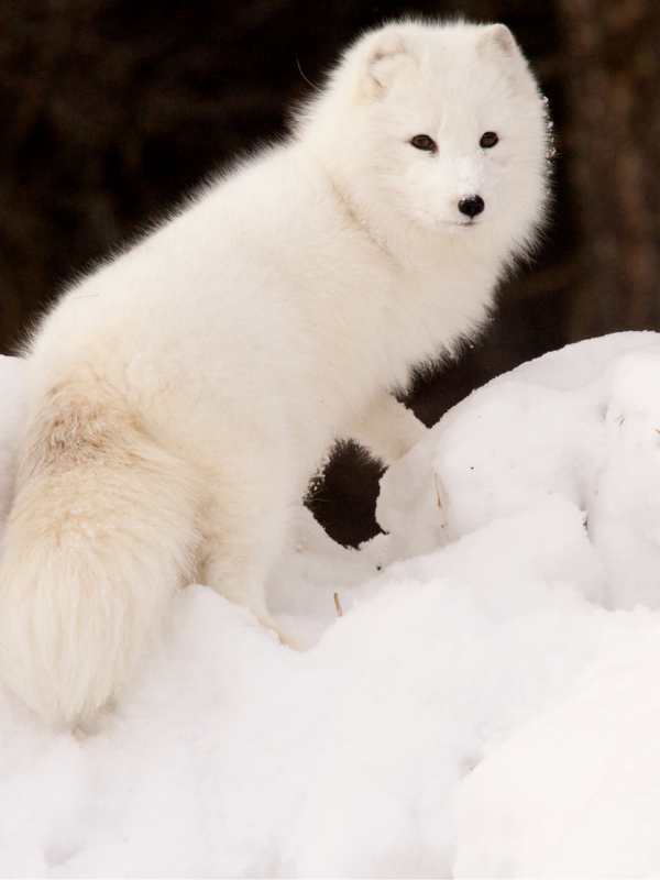 Endangered Arctic Fox