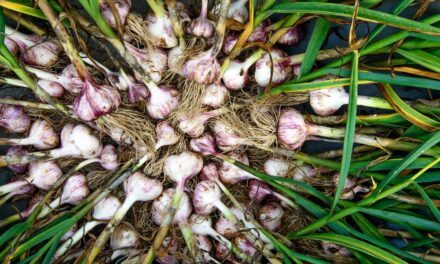 Plant Garlic Now for a Flavorful Harvest Next Year!